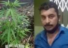 വീട്ടുമുറ്റത്ത് നട്ടു നനച്ച്‌ വളര്‍ത്തിയത് കഞ്ചാവ് ചെടി; പട്ടിമറ്റം സ്വദേശിയായ യുവാവ് അറസ്റ്റില്‍; പ്രതിയെ പിടികൂടിയത് ജില്ലാ പൊലീസ് മേധാവിക്ക് ലഭിച്ച രഹസ്യ വിവരത്തില്‍ നടത്തിയ പരിശോധനയില്‍
