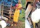 ആടിന്റെ കരച്ചില്‍ കേട്ട് ചെന്ന വീട്ടമ്മ കണ്ടത് നടന്നടുക്കുന്ന കടുവയെ; രക്ഷപ്പെട്ടത് ഭാഗ്യം കൊണ്ട്