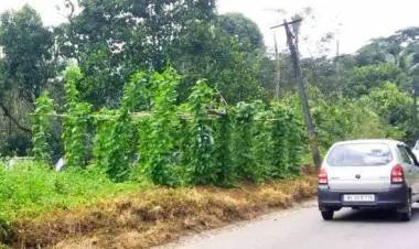 റോഡിന് വീതികൂട്ടിയ സ്ഥലത്ത് പച്ചക്കറി കൃഷി