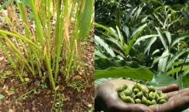 ഉല്‍പ്പാദനം കൂടിയപ്പോള്‍ വിലയില്ല; ഏലം കര്‍ഷകര്‍ക്ക്‌ തിരിച്ചടി