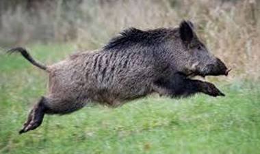 നാട്ടിലെത്തുന്ന കാട്ടുപന്നികളെ കൊല്ലാനുള്ള മാര്‍ഗനിര്‍ദേശങ്ങള്‍ പുതുക്കി; കര്‍ഷകര്‍ക്കും ഉദ്യോഗസ്ഥര്‍ക്കും നടപടിയെടുക്കാം