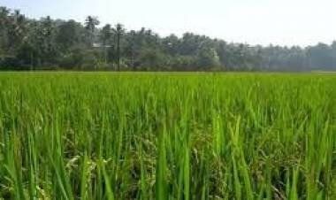 ശുചിമുറി മാലിന്യം തള്ളിയതിനെ തുടര്‍ന്ന് കൃഷി നശിച്ചു