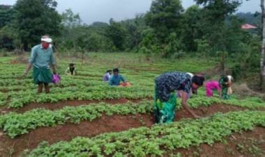 സുഭിക്ഷ കേരളം പദ്ധതി: 26,580 ഹെക്ടര്‍ തരിശു ഭൂമി കൃഷി യോഗ്യമായി