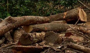 കോഴിക്കോട് സ്വകാര്യ ഭൂമികളില്‍ വ്യാപക മരംമുറി, പാരിസ്ഥിതികാഘാത പഠനം വേണമെന്ന് ആവശ്യം