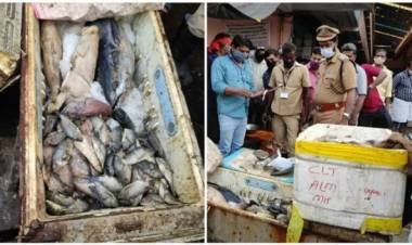 കോഴിക്കോട് സെന്‍ട്രല്‍ മാര്‍ക്കറ്റില്‍ നിന്നും പിടിച്ചെടുത്തത് 250 കിലോ പഴകിയ മത്സ്യം