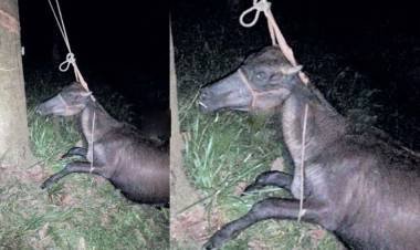 സംസ്ഥാനത്ത് മിണ്ടാപ്രാണികളോടുള്ള ക്രൂരത തുടരുന്നു: കോട്ടയത്ത് പോത്തിനെ മരത്തില്‍ കെട്ടിത്തൂക്കി കൊന്നു