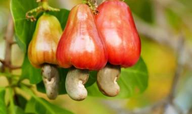 കശുമാങ്ങയിൽ നിന്നും 'ഫെനി ഉൽപാദനം പദ്ധതി' ആവിയാക്കി സർക്കാർ ഉദ്യോഗസ്ഥർ