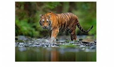 18 ദിവസമായി പേടിച്ച് വിറച്ച് കുറക്കന്‍മൂല; കുങ്കിയാന എത്തിയിട്ടും കുലുങ്ങാതെ കടുവ