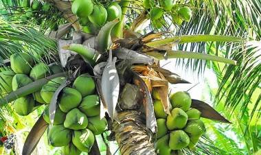 കാറ്റില്‍ തെങ്ങ് മുറിഞ്ഞ് വീണ് നാല് കുട്ടികള്‍ക്ക് പരിക്ക്