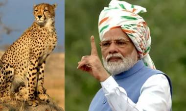 ഏഴ് പതിറ്റാണ്ടിന് ശേഷം പ്രധാനമന്ത്രിയുടെ ജന്മദിനത്തില്‍ ചീറ്റകള്‍ രാജ്യത്തിന്റെ ഭാഗമാകും