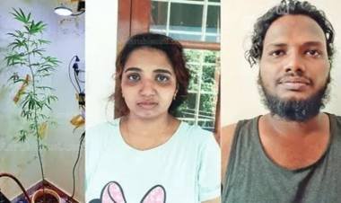 എന്താ അല്ലേ ; ഫ്ളാറ്റിലെ അടുക്കളയില് കഞ്ചാവ് ചെടി വളര്ത്തല്: യുവാവും യുവതിയും പിടിയില്