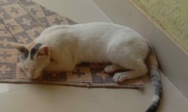 *ആധാറും പാനും ബന്ധിപ്പിക്കൽ തീരാത്ത സംശയങ്ങളുമായി പൊതുജനം* .