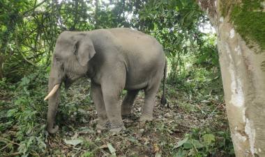 നോട്ട്കൾക്ക് മുമ്പിൽ കണ്ണടച്ച് ഇരുട്ടാക്കി വനംവകുപ്പ് ഉദ്യോഗസ്ഥർ, ആനക്കടത്ത് മാഫിയകളുമായി കൈകോർത്ത് കോടികൾ സമ്പാദിക്കുന്നുവോ?