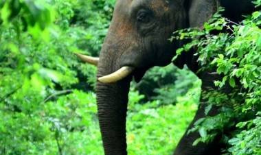 ആനപ്പേടിയിൽ കുടുങ്ങി അതിരപ്പിള്ളി, നിവാസികൾ,,