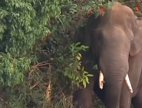ആന ത്താര  പട്ടയ ഭൂമിയാക്കി പകുത്തു നൽകിയത് ആനകൾ ആണോ?? അരിക്കൊമ്പനാണോ പ്രശ്നം?