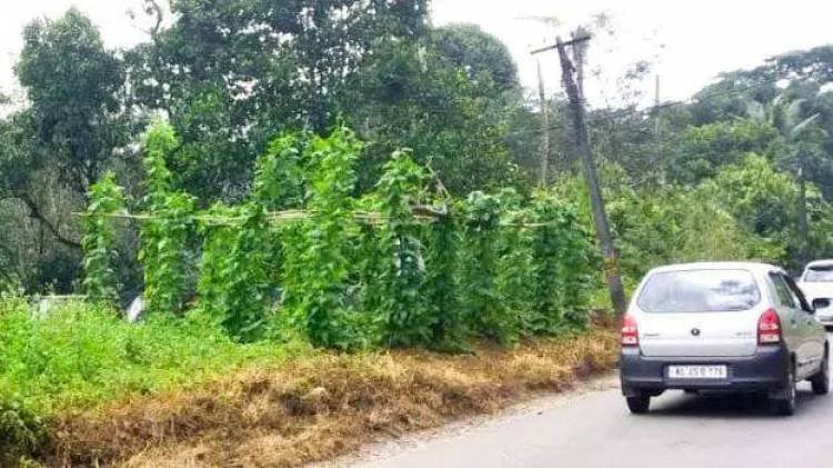 റോഡിന് വീതികൂട്ടിയ സ്ഥലത്ത് പച്ചക്കറി കൃഷി