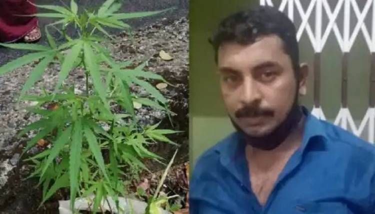 വീട്ടുമുറ്റത്ത് നട്ടു നനച്ച്‌ വളര്‍ത്തിയത് കഞ്ചാവ് ചെടി; പട്ടിമറ്റം സ്വദേശിയായ യുവാവ് അറസ്റ്റില്‍; പ്രതിയെ പിടികൂടിയത് ജില്ലാ പൊലീസ് മേധാവിക്ക് ലഭിച്ച രഹസ്യ വിവരത്തില്‍ നടത്തിയ പരിശോധനയില്‍
