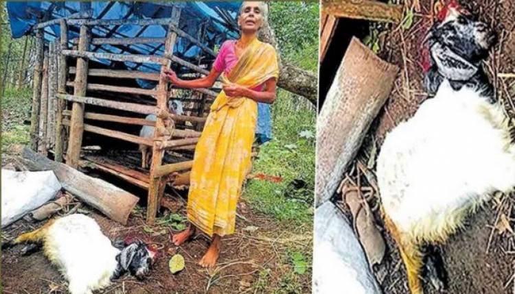 ആടിന്റെ കരച്ചില്‍ കേട്ട് ചെന്ന വീട്ടമ്മ കണ്ടത് നടന്നടുക്കുന്ന കടുവയെ; രക്ഷപ്പെട്ടത് ഭാഗ്യം കൊണ്ട്