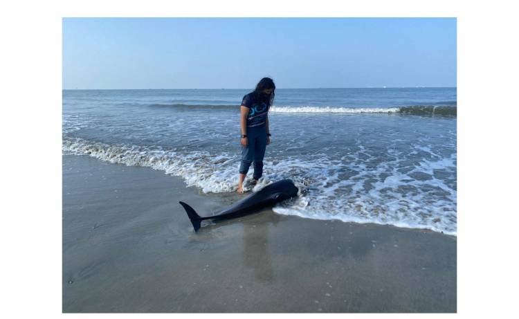 തിമിംഗലങ്ങളുടെ രക്ഷകനായ് വിൽഫ്രഡ്, കൊച്ചിയിൽ