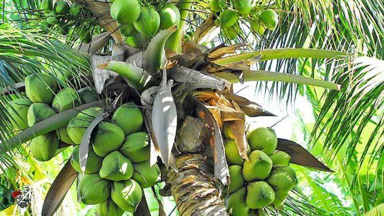 കാറ്റില്‍ തെങ്ങ് മുറിഞ്ഞ് വീണ് നാല് കുട്ടികള്‍ക്ക് പരിക്ക്