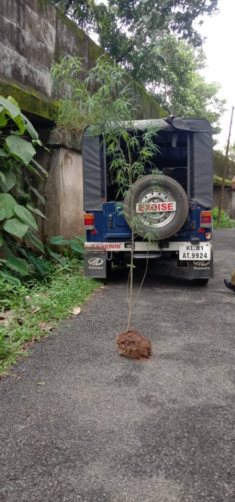 ഓണം സ്‌പെഷല്‍ ഡ്രൈവ് വേട്ടയില്‍ കഞ്ചാവ് ചെടികള്‍ കണ്ടെത്തി