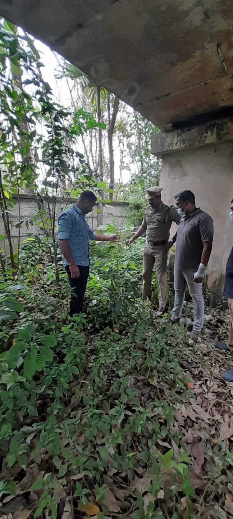 ഓണം സ്‌പെഷല്‍ ഡ്രൈവ് വേട്ടയില്‍ കഞ്ചാവ് ചെടികള്‍ കണ്ടെത്തി