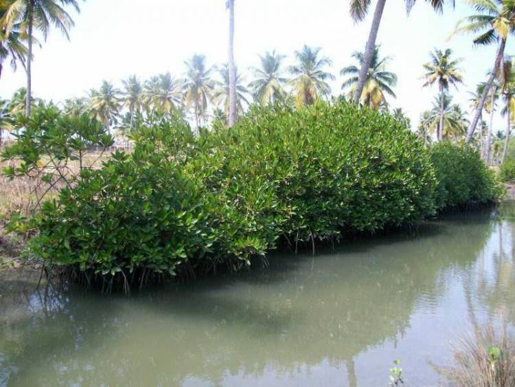  16 ഏക്കര്‍ കണ്ടല്‍ക്കാടുകള്‍ മണ്ണിട്ടു നികത്തിയിട്ടും കണ്ണടച്ചിരുട്ടാക്കുന്ന ഹരിത MLA
