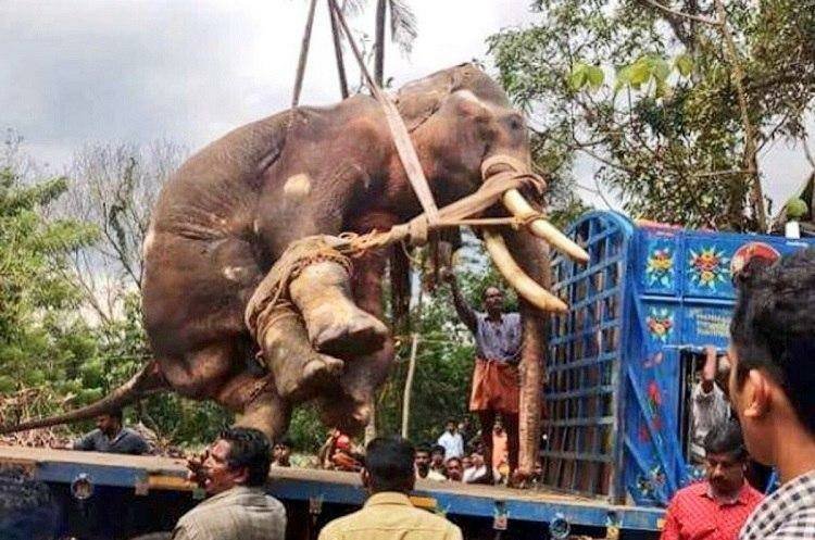 അരി കൊമ്പന് വേണ്ടി ശബ്ദിച്ചവരെ പ്രസാദിനെയും ഒന്ന് കാണണെ,? എന്തിനാണീ ക്രൂരത